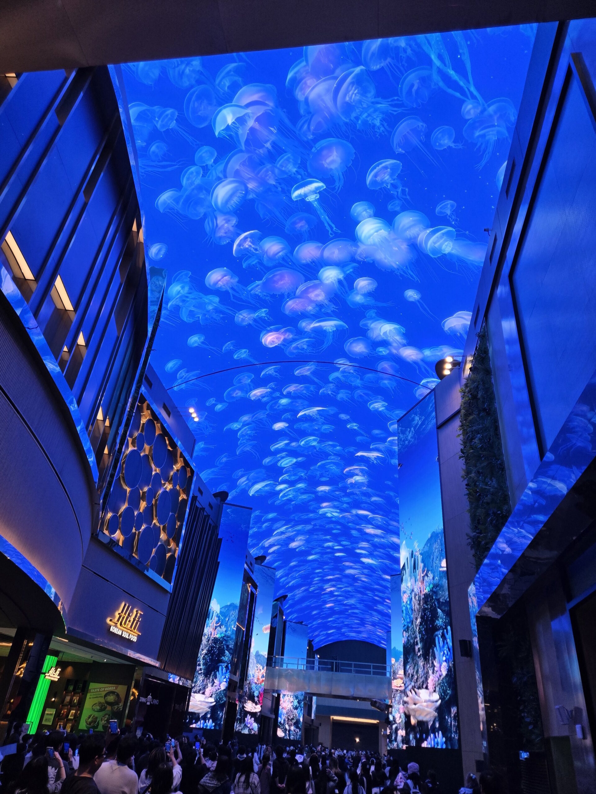 オーロラ、特別動画、クラゲ