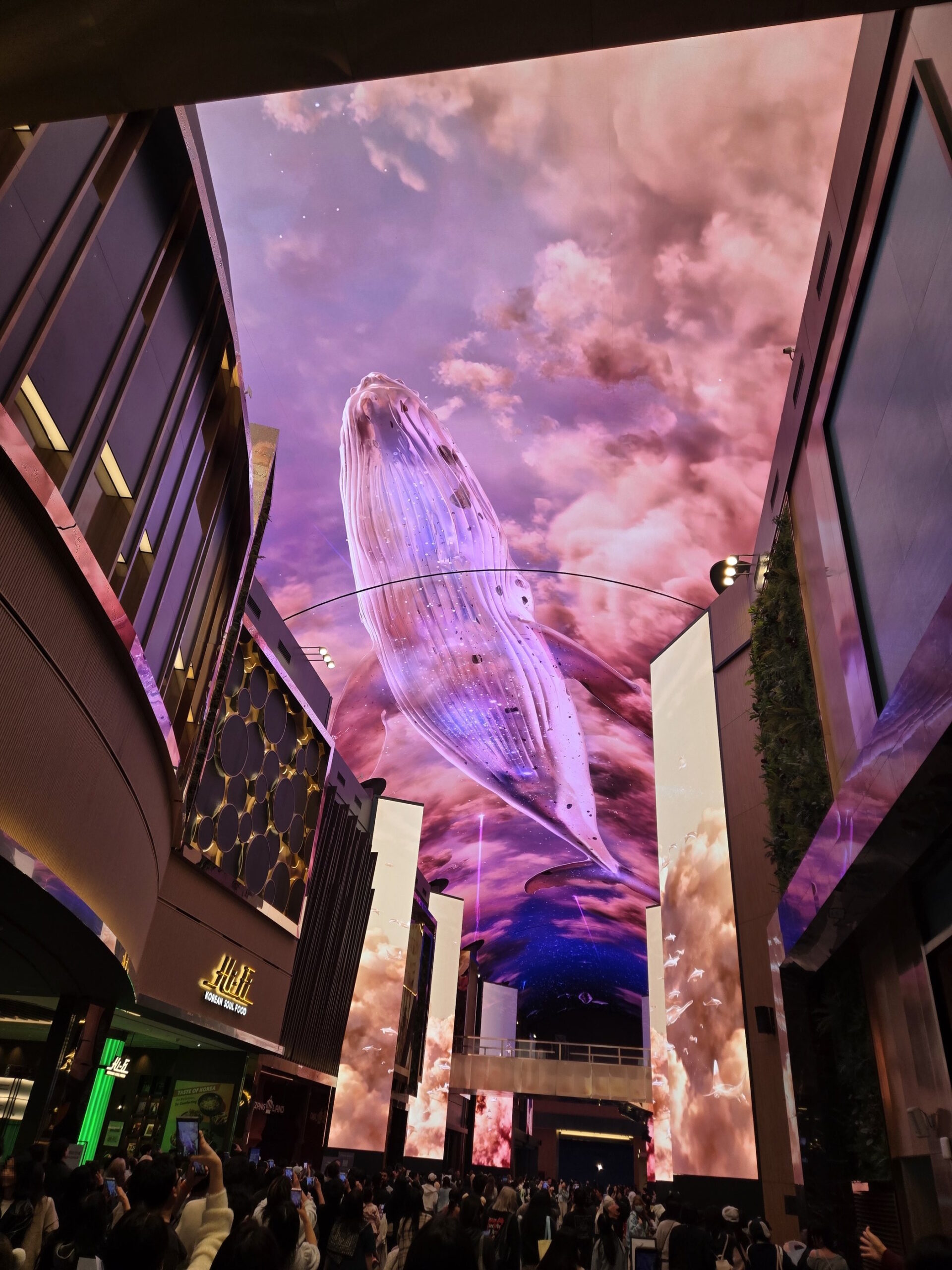 オーロラ、特別動画、クジラ