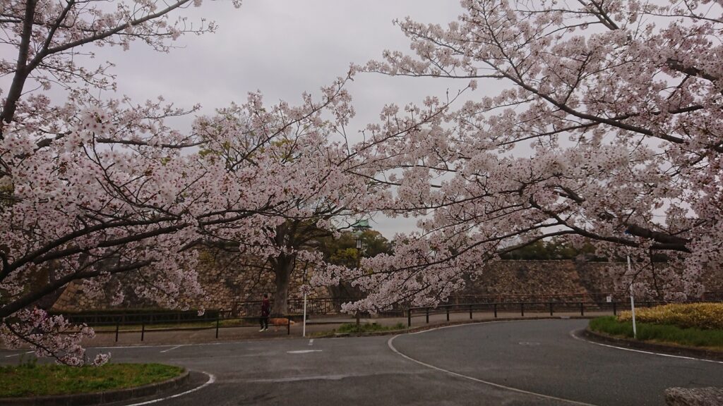 大阪城と満開の桜