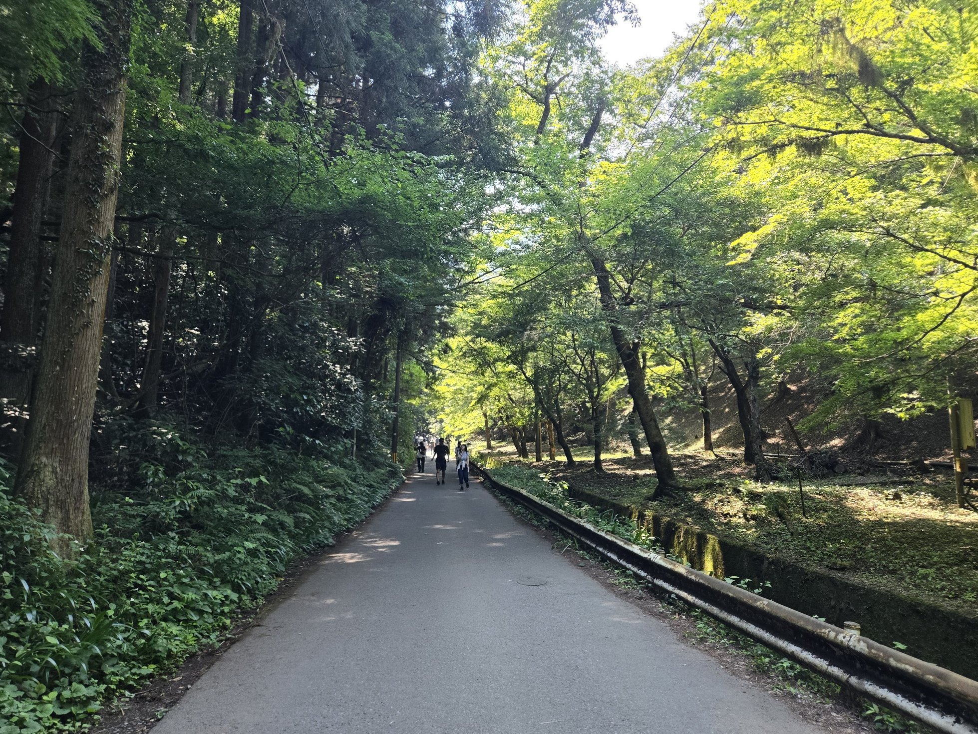 緑豊かなハイキングコース