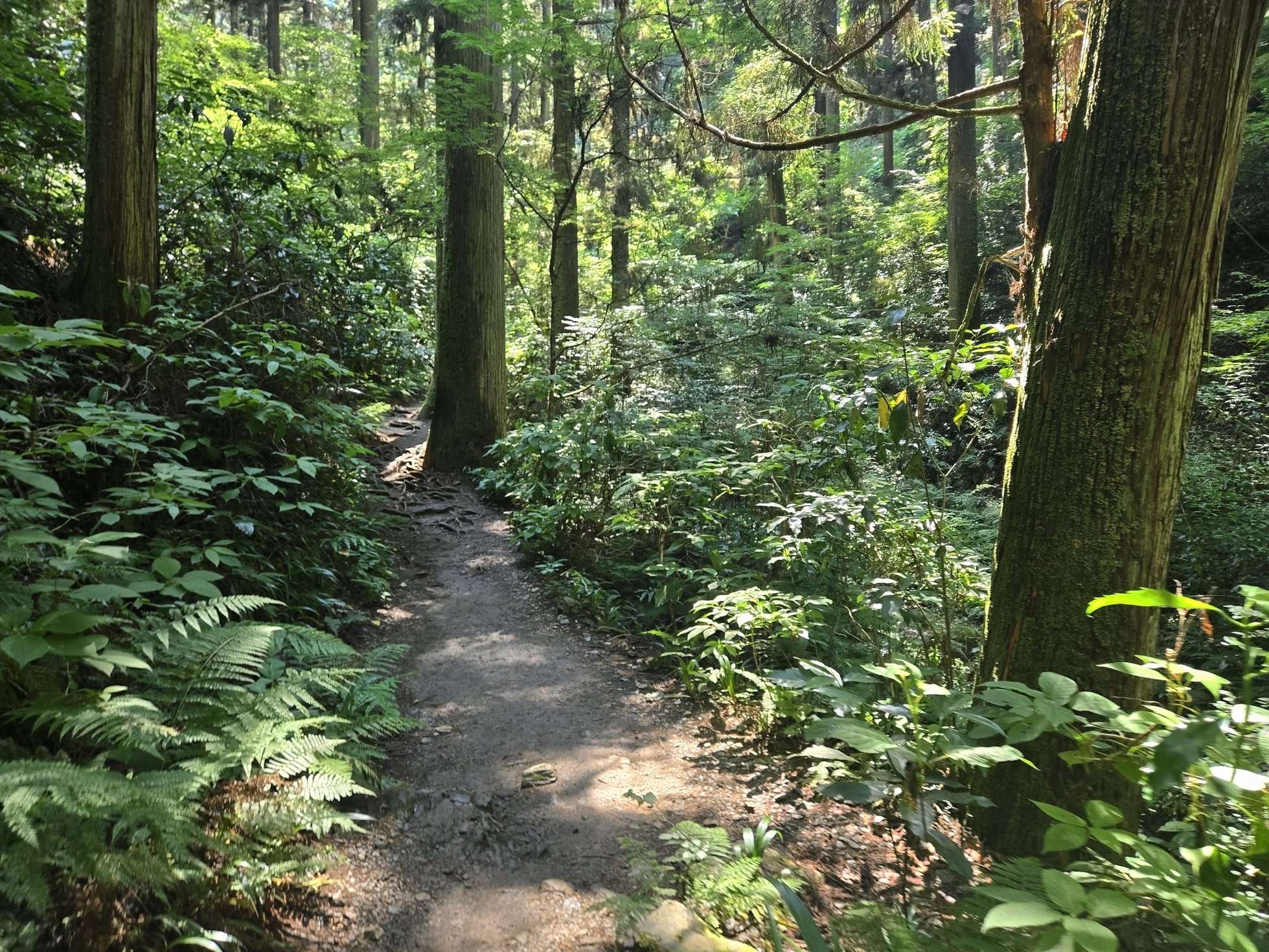 自然豊かなハイキングコースの小道