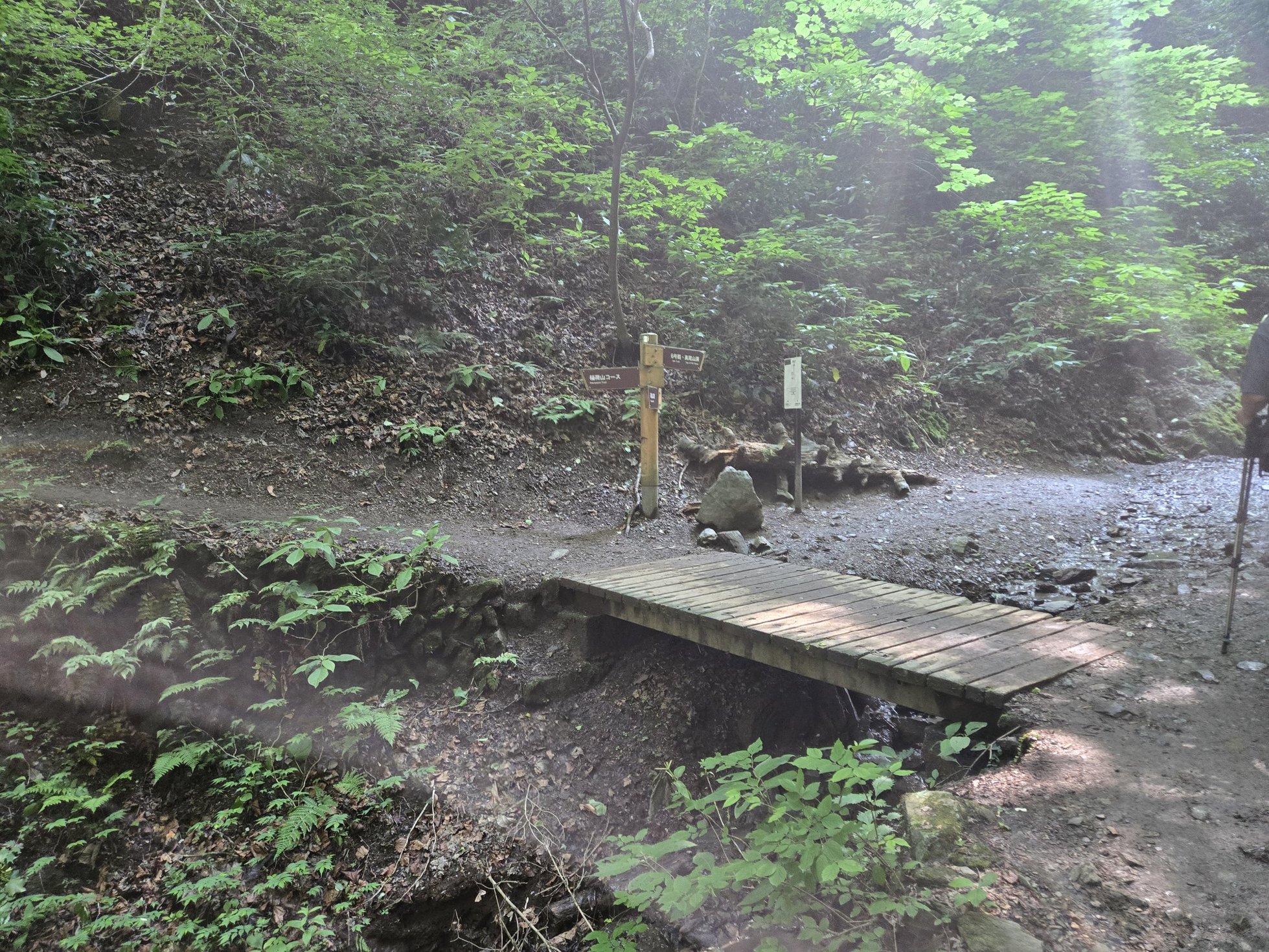 ハイキング分岐点の木製橋と森林風景