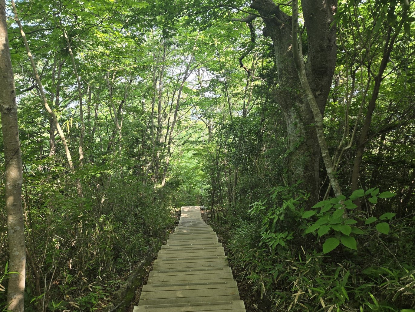 高尾山の緑豊かな登山道
